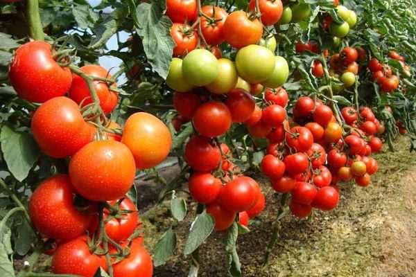  Variedad híbrida de tomate Blagovest F1