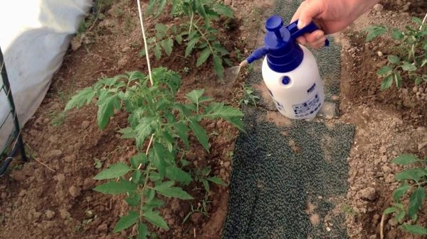  Aderezo superior de tomates con yodo.