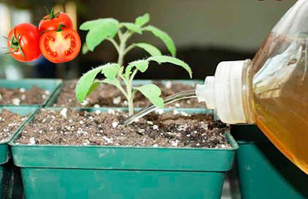  Por primera vez, las plántulas de tomate se alimentan con yodo después de que aparece el segundo par de hojas.