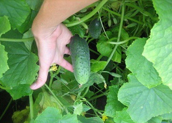  Cosecha de pepino variedad niño.