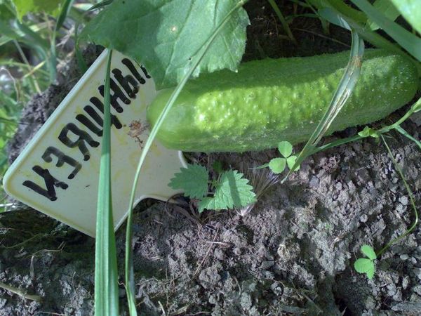  Pepino de grado