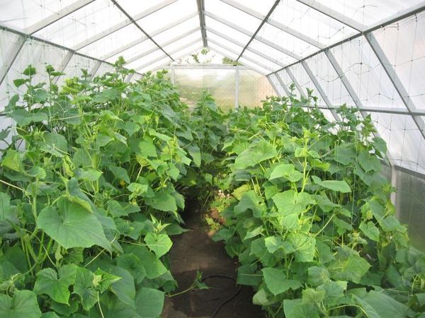  Grado Exquisito bastante difícil de cultivar en un invernadero