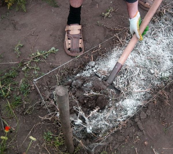  Si el suelo es ácido, antes de plantar un pepino, el suelo elegante debe ser de lima.