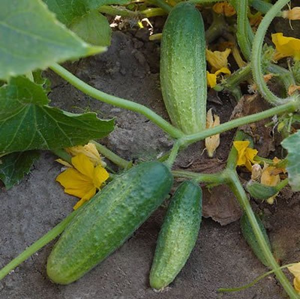  Los pepinos de grado se cosechan a medida que maduran.