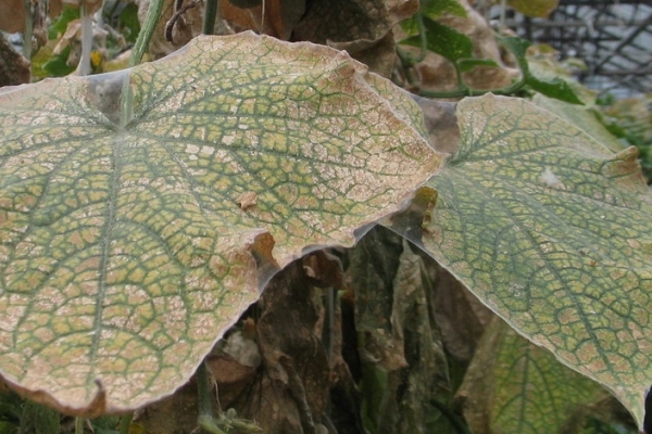  Araña en hojas de pepino