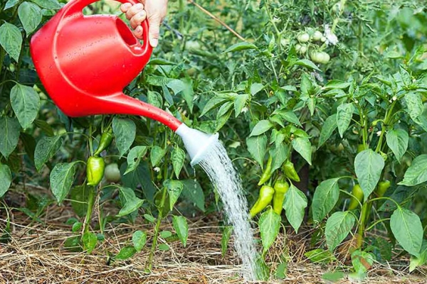  Riegue la pimienta 5 días después de plantar en campo abierto, 10 días antes e inmediatamente después de la cosecha