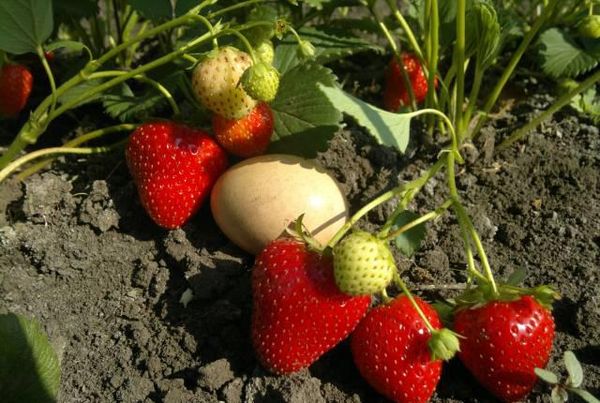  La rotation des variétés de fraises ne doit pas être négligée