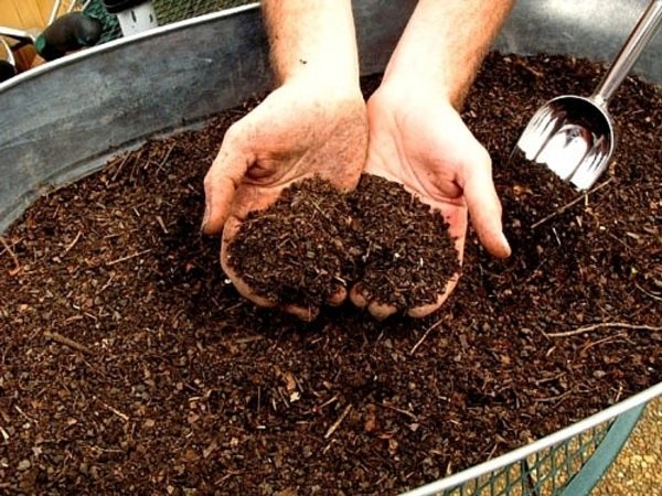  Antes de plantar pepinos, la cama debe ser compostada.