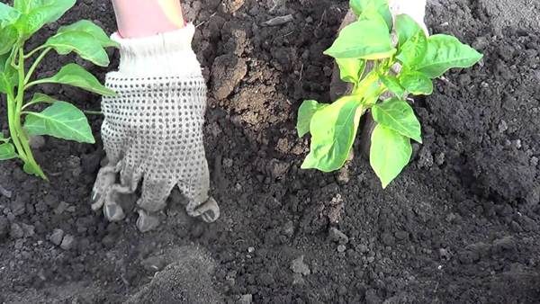  Es mejor plantar plántulas de pimiento un poco más tarde cuando haya pasado la amenaza de las heladas, que apresurarse y arruinar toda la cosecha futura.