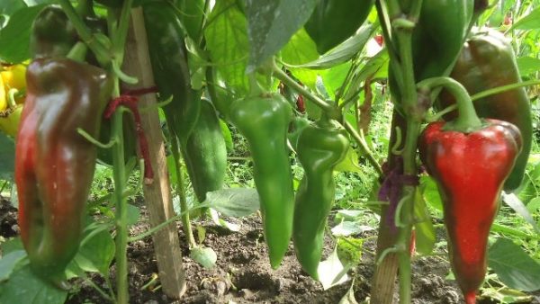  Cerca de pimientos verdes en un oído de bueyes de arbusto