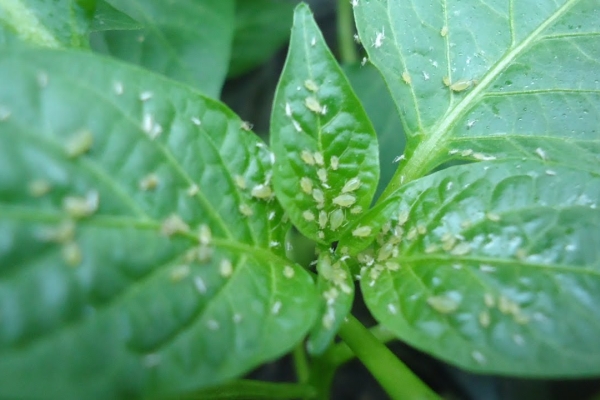  Pulgones sobre hojas de pimiento.