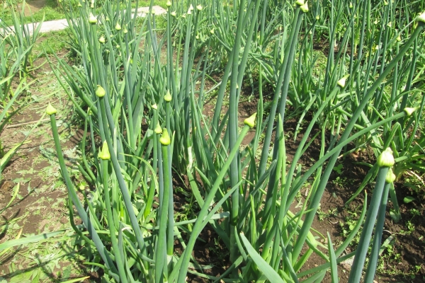  La flèche est une tige de fleur, des graines sont formées en eux