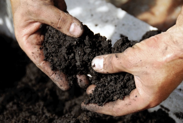  El suelo debe ser desenterrado con fertilizante y aflojar completamente la superficie para evitar la formación de grumos.