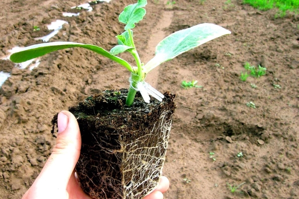  Vacunación de sandía en una calabaza: ventajas del procedimiento, variedades adecuadas, métodos populares