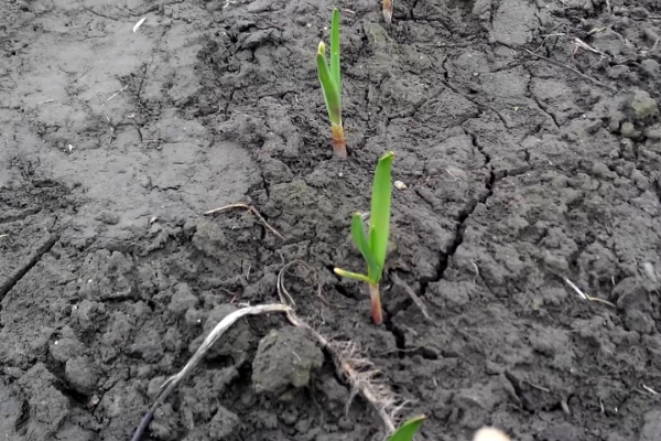  El ajo de primavera se planta a principios de marzo, después de que aparezcan los primeros brotes, habrá que cuidarlos.