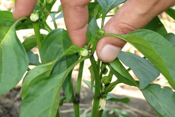  Pastage de la pimienta búlgara: las ventajas y desventajas del procedimiento, cuándo, cómo y qué hacer.