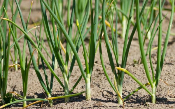  Oignons jaunes dans le jardin