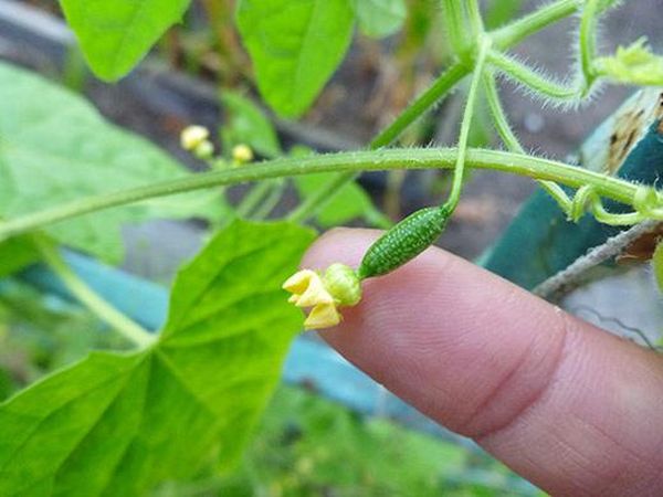  Variedad de frutas Murashka durante toda la temporada.