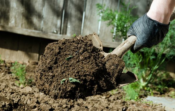  Antes de plantar las plantas de semillero es necesario cavar el suelo y eliminar todas las malas hierbas.