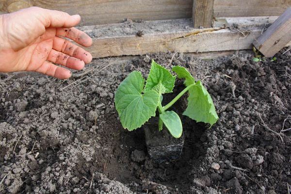  La plántula se planta cuando la amenaza de heladas de primavera ha pasado.