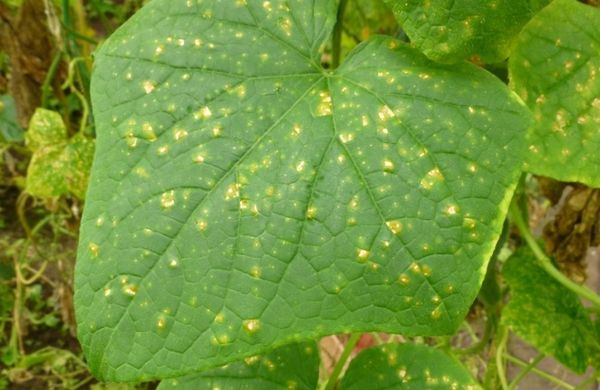  Perinospora sobre hojas de pepino.