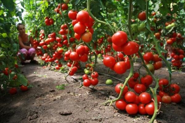  Con el cuidado adecuado de los arbustos de tomate Blagovest puede obtener un alto rendimiento.