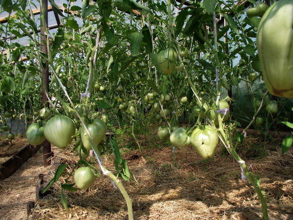  La variedad de tomate Budenovka ganó gran popularidad debido a su falta de moderación a las condiciones de cultivo y cuidado