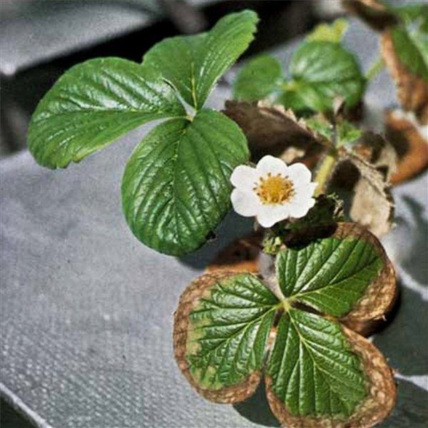  Una mancha marrón infecta las hojas de fresa de los bordes y se mueve sobre la hoja.