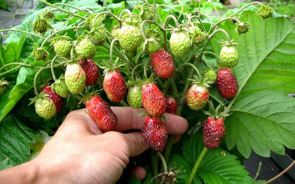  La pérdida de un cultivo grande puede resultar en la falta de fresas florecientes.