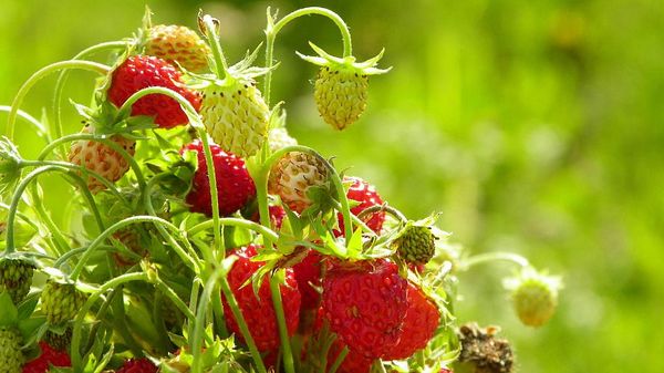  Las fresas deben ser plantadas en zonas soleadas.