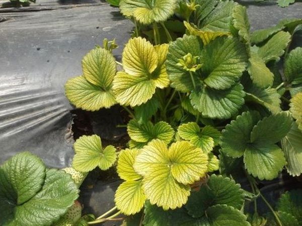  La coloración limón de las hojas de fresa indica deficiencia de nitrógeno.