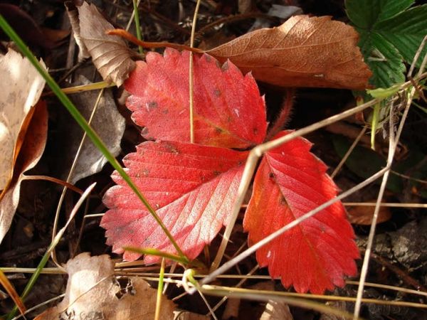  El enrojecimiento de las hojas de fresa en el otoño es un proceso natural.