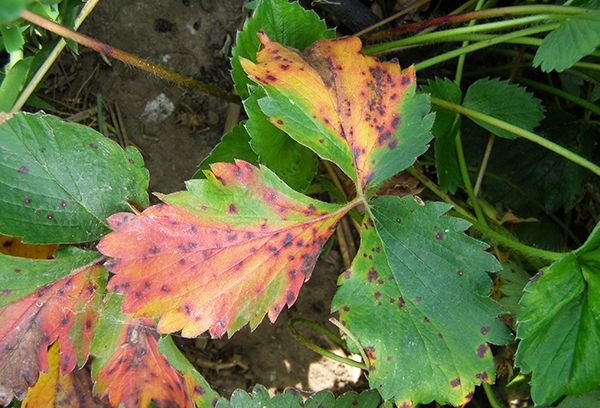  Las manchas de color carmesí pueden hablar sobre el aumento de la acidez del suelo