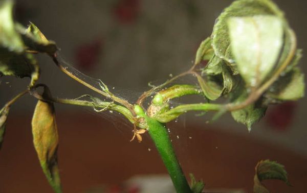  La araña del ácaro en la pimienta Chispa