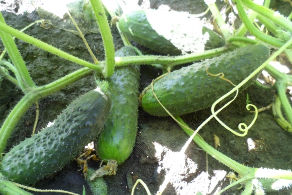  La variedad es autopolinizada, adecuada para el cultivo en invernaderos y en terrenos abiertos.