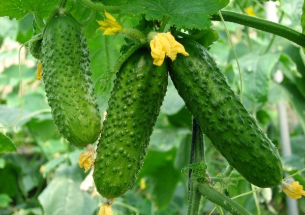  Ventajas de la variedad: alto rendimiento y larga vida útil, piel delgada y sin amargor