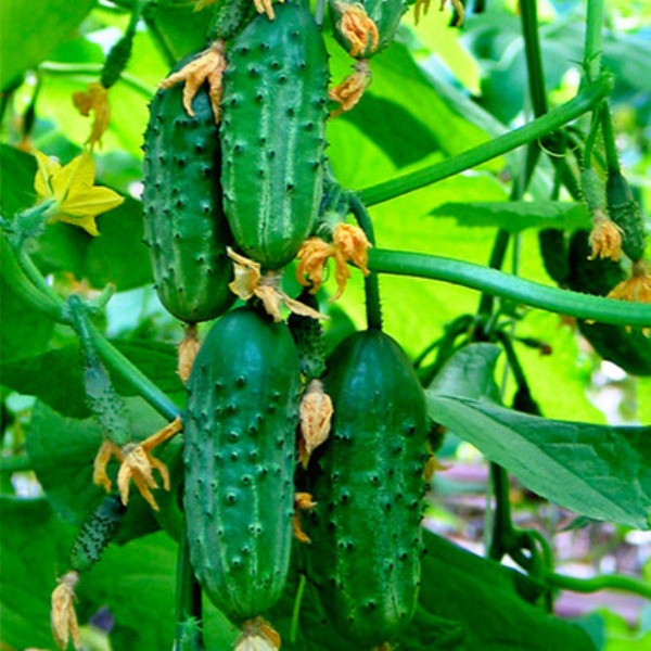  Temprano el grado maduro de pepinos Kid