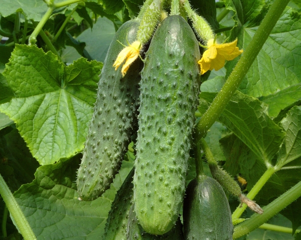  La peculiaridad de la variedad es la fructificación activa sin polinización.