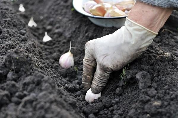  La profundidad de siembra del ajo debe ser de al menos 5 cm.