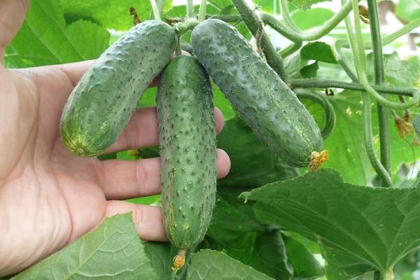  Se puede cultivar tanto en campo abierto como en invernadero mediante métodos de plántulas y sin semillas.