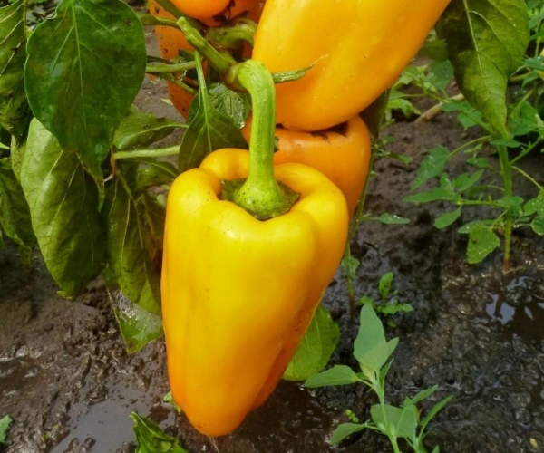  La variedad no tolera el mal tiempo, por lo que es conveniente cultivarla en el invernadero.