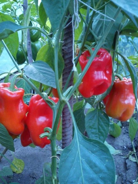  Pepper Bogatyr se distingue por los altos arbustos salpicados de grandes frutos.