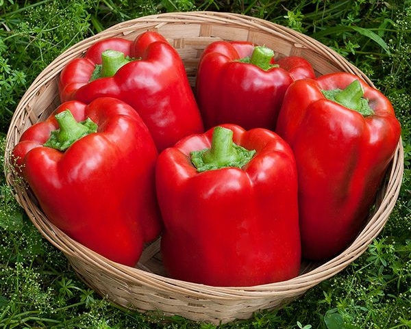  El grado es termofílico, sin pretensiones en el cultivo, al alcanzar una madurez se vuelve rojo.