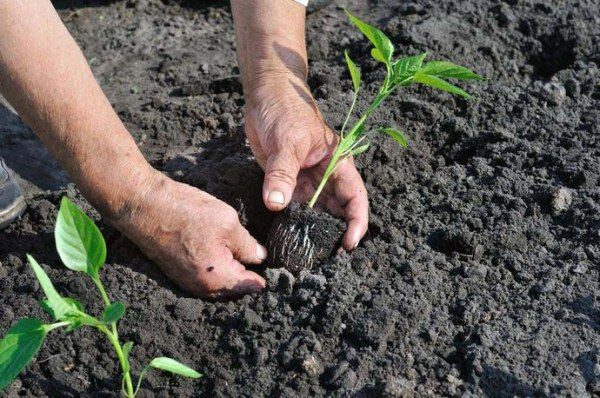  En el campo abierto se siembran plántulas de pimiento en junio.