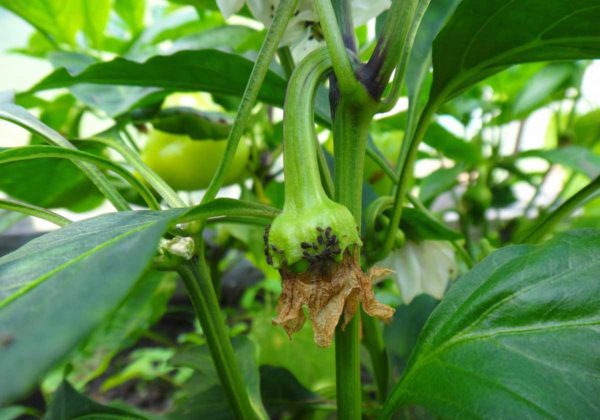  Arbusto de pimiento afectado por pulgones