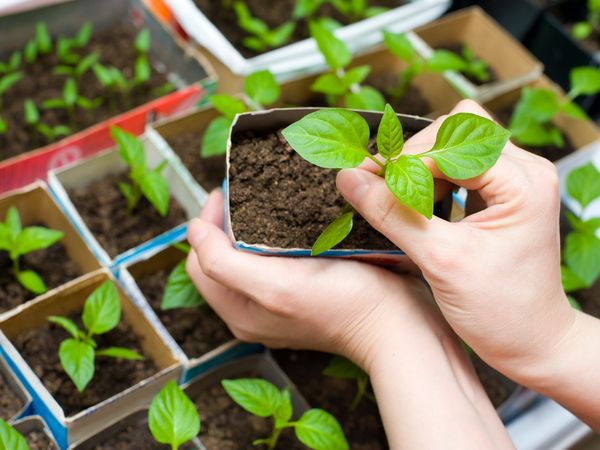  Se pueden masticar las plántulas de los chiles picantes de las hojas dulces