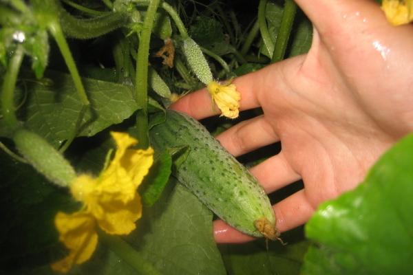  La cosecha es posible cuando los frutos alcanzan un tamaño de 8-12 cm, al menos 2 veces a la semana.