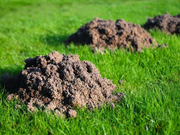  Tierra lanzada por los lunares - la más adecuada para las plántulas.