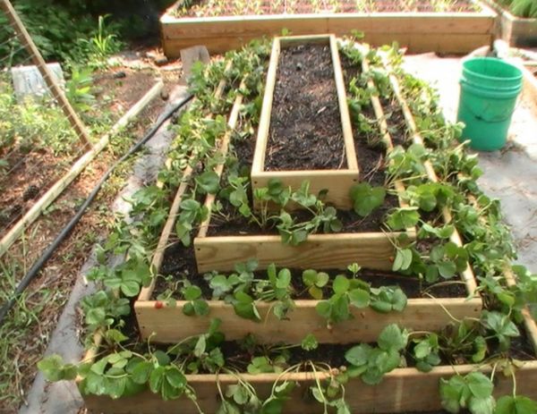  La forma de un macizo de flores en forma de pirámide le permite reducir el tiempo de maduración de las fresas y aumentar la productividad