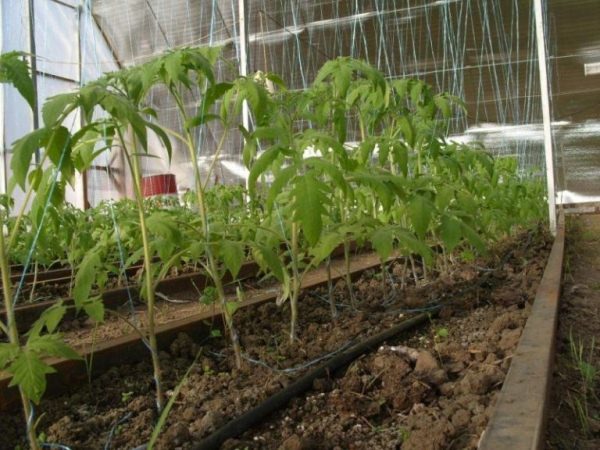  El riego y la fertilización son cruciales para el crecimiento activo y el rendimiento del tomate Blagovest